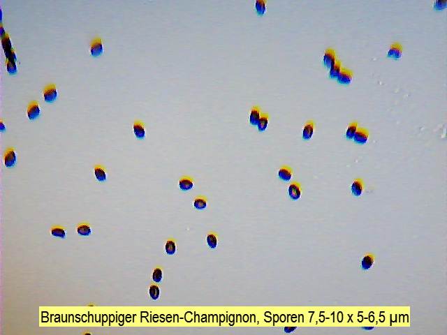 Sporen Braunschuppiger Riesen-Champignon